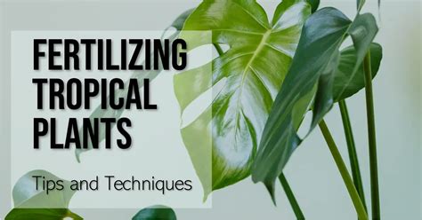 5 Tips for Fertilizing Tropical Plants