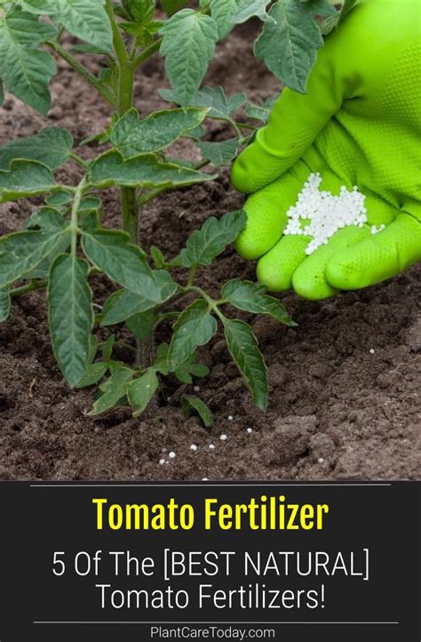 5 Top Organic Tomato Food Fertilizers