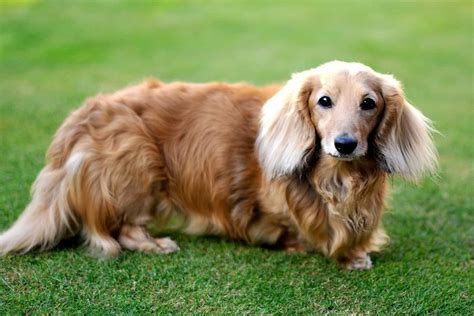 5 Ultimate Long-Haired Dachshund Trivia by 2025