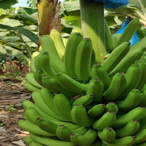 5 Ultimate Steps to Fertilizing Banana Trees for Bountiful Harvests