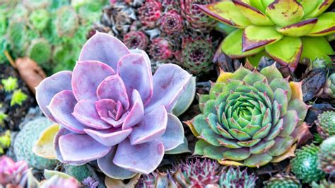 5 Ultimate Tips for Nurturing Thriving Succulents in 2025