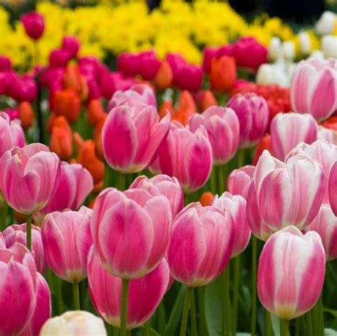 5 Ultimate Tulip Fertilizer Tips for Spectacular Blooms