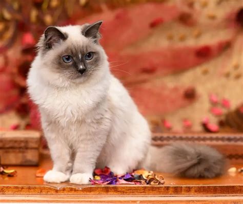 5 Unbelievable Facts About Ragdoll Cats in Singapore