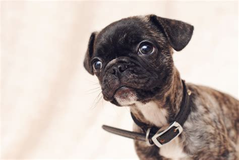 5 Unbelievable Pug Dog Cross Breeds That Will Melt Your Heart