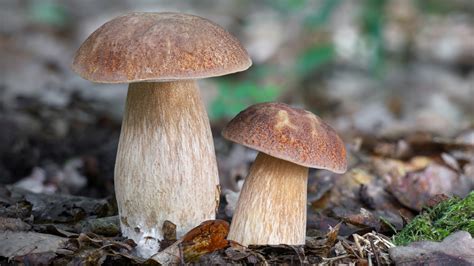 5 Unbelievable Ways Mushrooms Can Supercharge Your Garden!