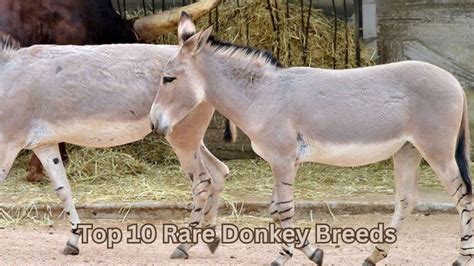 5 Unique Donkey Breeds That Will Transform Your Life