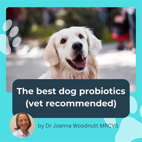 5 Vet-Recommended Probiotics for Dogs That Will Rejuvenate Your Pup's Health