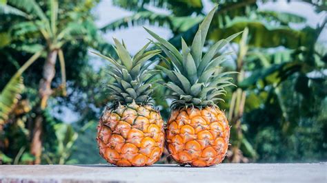 5 Vital Nutrients for Pineapple Plants and Their Perfect Proportions