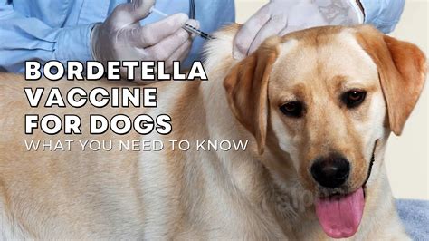 5 Vital Things You Need to Know About Bordetella Injection for Dogs