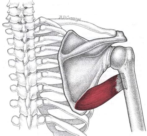 5 Ways to Deal With Teres Major Muscle Pain