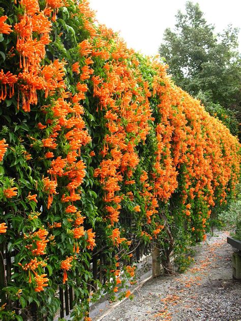 5 common shrubs and climbers in singapore