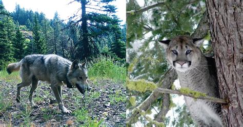 5 vs 5: Wolves and Cougars Vie for Dominance in Rocky Mountain Ecosystem