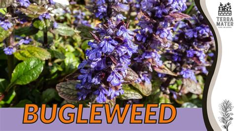 5-Step Bugleweed Fertilizer Guide: Revitalize Your Lawn