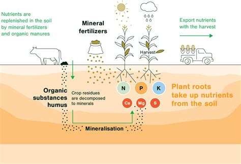 5-Step Fertilizer Density Scale: Optimizing Plant Nutrition