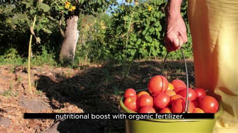 5-Step Fertilizer Guide for Bountiful Harvests