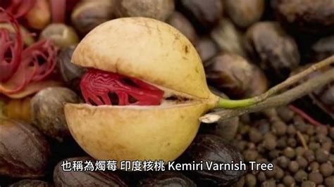 50% 癌細胞怕它！神奇 kemiri 的 25 個抗癌妙用