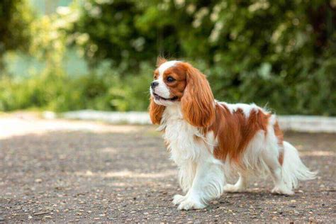 50% Cavalier King Charles, 50% Mix: The Perfect Blend