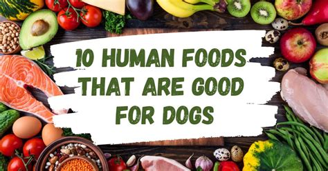 50+ Foods Safe for Dogs That Are Good for Their Health