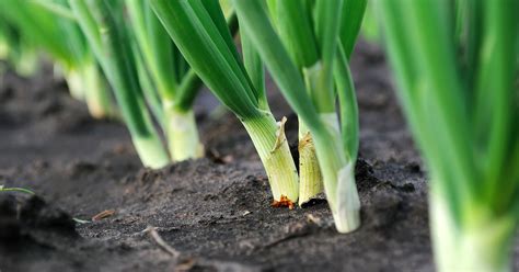 50 Amazing Fertilizer Options for Onion Plants