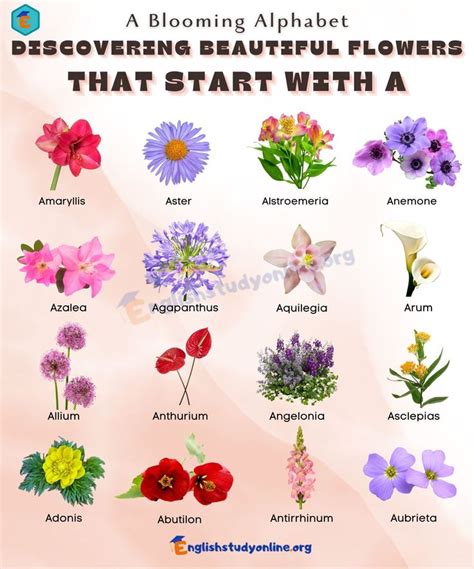 50 Amazing Flowers That Start with "Ad"