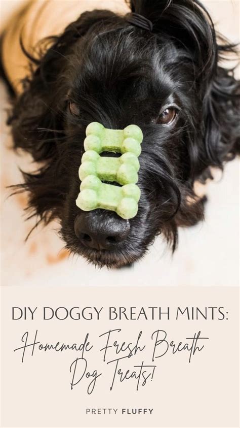 50 Breath Mints for Dogs: The Ultimate Guide to Doggy Fresh Breath