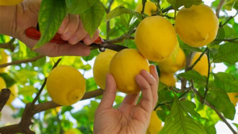 50 Fertilizers for Citrus: The Ultimate Guide to Nourishing Your Citrus Trees