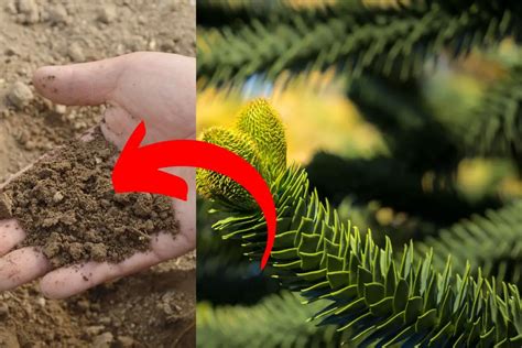 50 Organic Tree Fertilizer Ideas to Boost Growth and Health