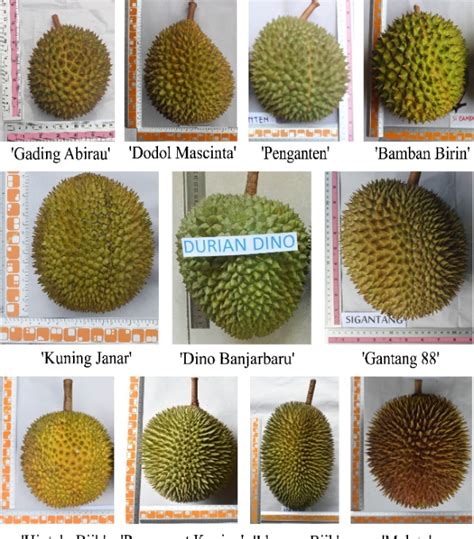 50 durian cultivars