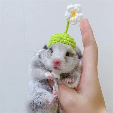 500+ Hamster Hat Styles: The Ultimate Guide to Cute & Cozy Headwear