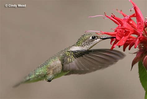 500 Ft/s: The Incredible Speed of a Hummingbird