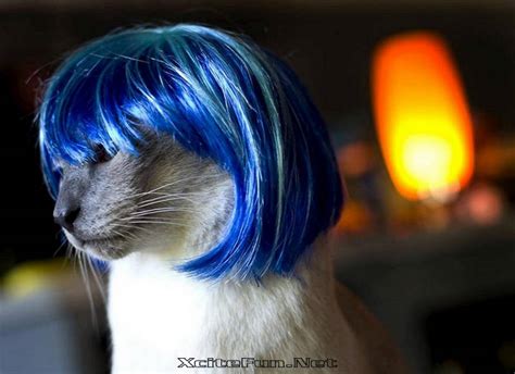 5000+ Kitty Wigs: The Ultimate Guide to Enhance Your Cat's Cuteness