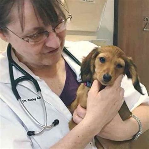 502 Ways Claus Paws Animal Hospital Can Transform Pet Care