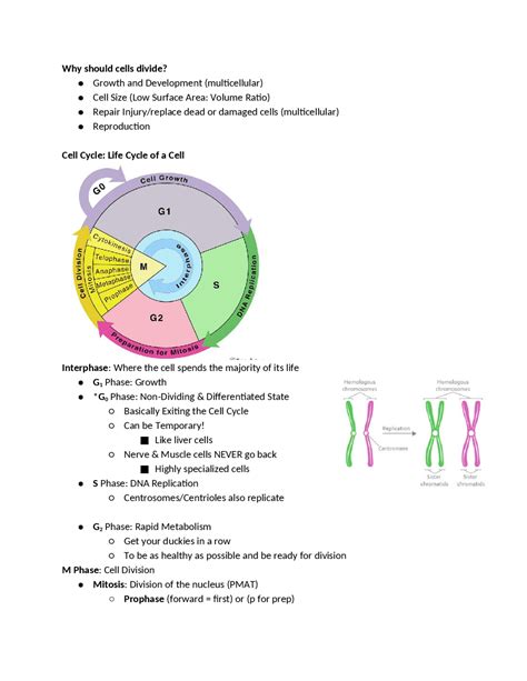 51 the cell cycle study guide answers Epub