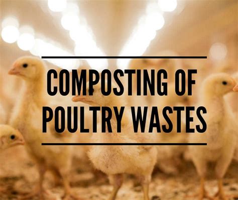 55-Gallon Chicken Waste Composting Machine: A Practical Solution for Sustainable Waste Management