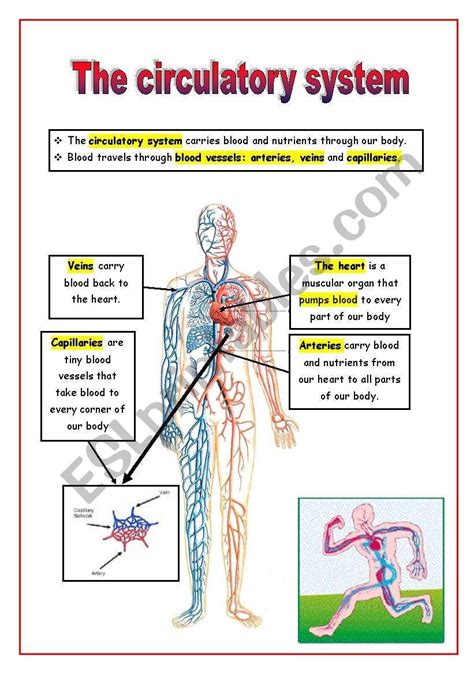 5th grade circulatory system diagram pdf PDF