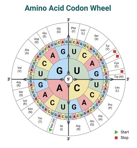 6 Amino Acids with Multiple Codons: Unraveling the Genetic Code's Versatility