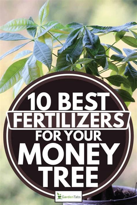 6 Benefits of Using Fertilizers for Money Trees