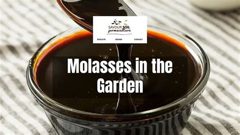 6 Benefits of Using Molasses as Fertilizer