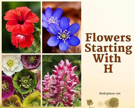 6 Enchanting Flowers that Start with H: A Floral Symphony