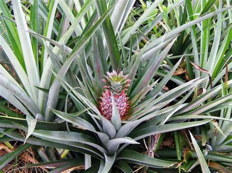 6 Essential Fertilizer Tips to Maximize Pineapple Yields