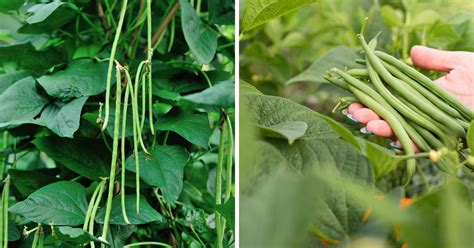 6 Essential Fertilizers for Boosting Bean Productivity