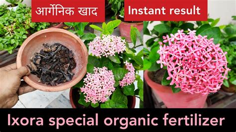 6 Essential Ixora Plant Fertilizers for Spectacular Blooms