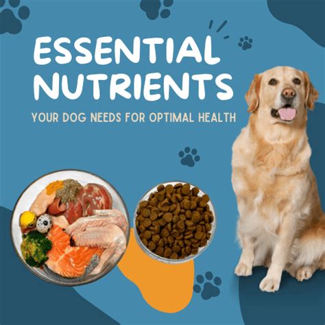 6 Essential Vitamins for Optimal Dog Health