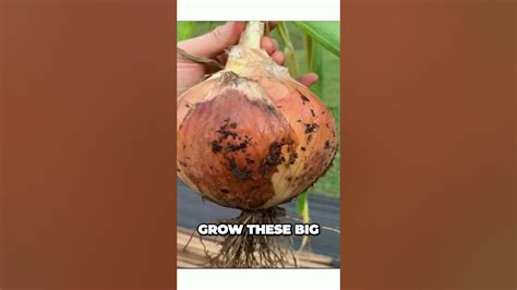 6 Fertilizer Tips for Growing Monster Onion Sets