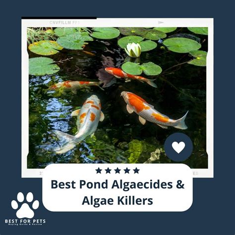 6 Game-Changing Algae Killers for Ponds