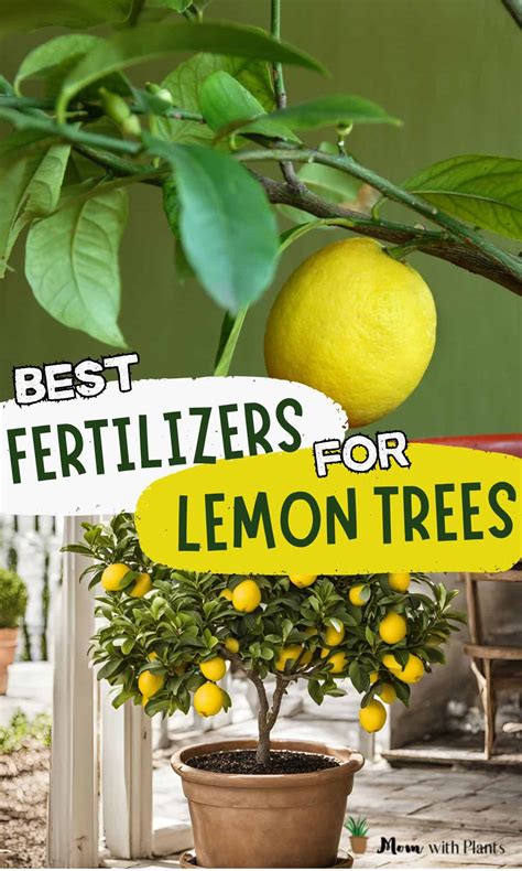 6 Meyer Lemon Tree Fertilizer Hacks That Will Make Your Tree Burst with Fruit