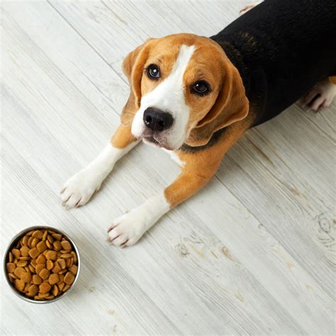 6 Signs Your Dog's Stomach May Be Sensitive