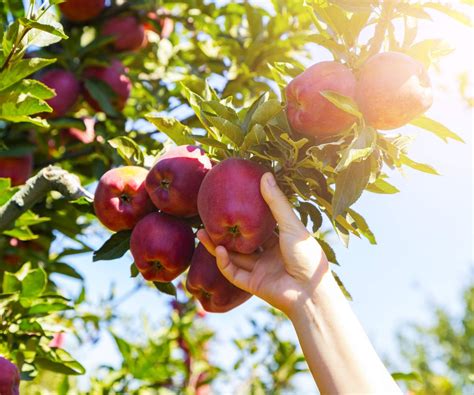 6 Simple Steps to Fertilize Your Apple Trees for Bountiful Harvests