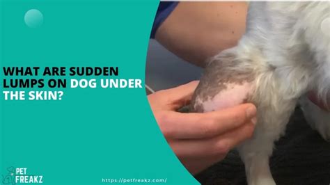 6 Sudden Lumps on Dog's Under Skin: Causes, Treatments, and Prevention