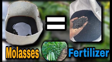 6 Surprising Benefits of Using Molasses as Fertilizer